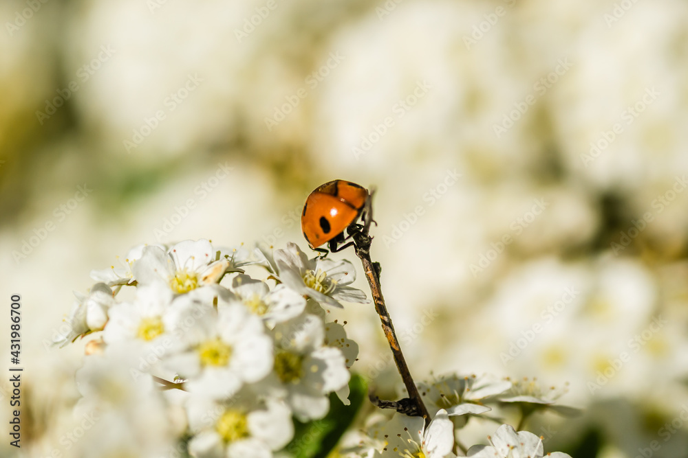 Ladybug - Coccinellidae, on the small snow-white flowers of the plant Lobularia maritima Alissum maritimum. Ladybug - Coccinellidae, on the small snow-white flowers of the plant Lobularia maritima Alissum maritimum.