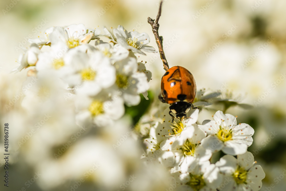 Naklejka premium Ladybug - Coccinellidae, on the small snow-white flowers of the plant Lobularia maritima Alissum maritimum.