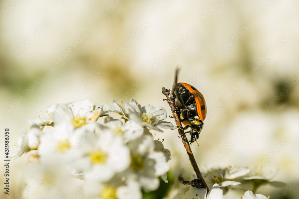 Obraz premium Ladybug - Coccinellidae, on the small snow-white flowers of the plant Lobularia maritima Alissum maritimum. 
