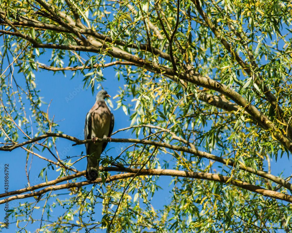 A beautiful photo of the bird Turtledove, located in the canopy of the Willow tree. A beautiful photo of the bird Turtledove, located in the canopy of the Willow tree.