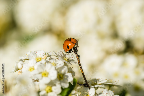 Ladybug - Coccinellidae, on the small snow-white flowers of the plant Lobularia maritima Alissum maritimum. 
