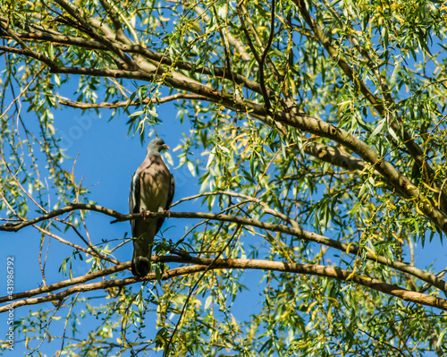 A beautiful photo of the bird Turtledove  located in the canopy of the Willow tree. 