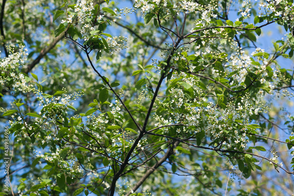 Prunus padus, bird cherry, hackberry flowers on branches selective focus Prunus padus, bird cherry, hackberry flowers on branches selective focus