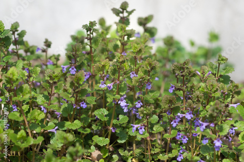 Glechoma hederacea  ground-ivy flowers closeup selective focus