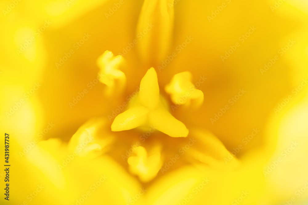 Fototapeta premium Blurred background with yellow tulips. Extreme macro close-up flower photography. Shallow DoF