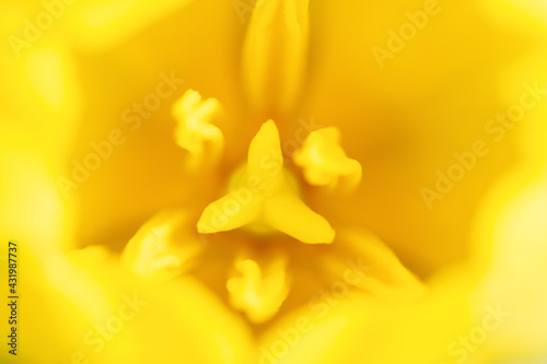 Blurred background with yellow tulips. Extreme macro close-up flower photography. Shallow DoF