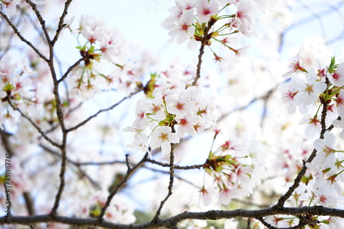 Sakura, cherry blossom, closeup view over blurred blue sky background in Nara Prefecture, Japan - 日本 奈良 桜の花 アップ