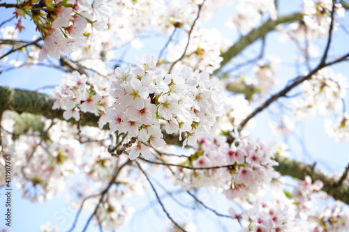 Sakura, cherry blossom, closeup view over blurred blue sky background in Nara Prefecture, Japan - 日本 奈良 桜の花 アップ