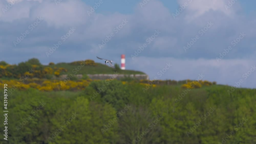 Tern sea bird flying soaring on wind lighthouse blue sky super slow motion 150fps Tern sea bird flying soaring on wind lighthouse blue sky super slow motion 150fps