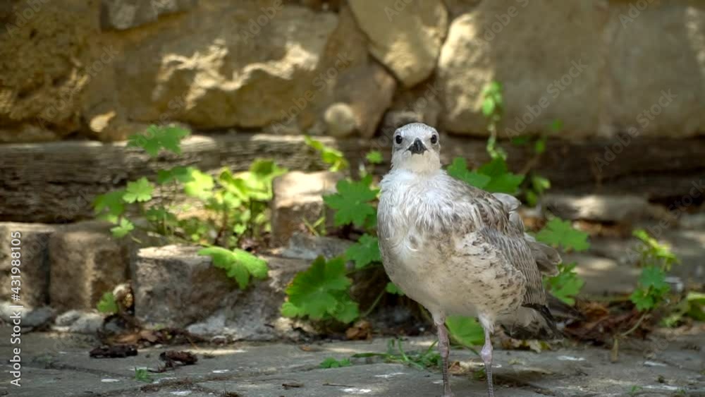 A small white bird stands on the road in the old town. A wild seabird flew to the people on an abandoned road among the bushes. A small white bird stands on the road in the old town. A wild seabird flew to the people on an abandoned road among the bushes.