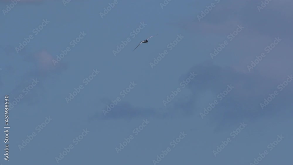 Tern sea bird flying soaring over ocean blue sky super slow motion 150fps Tern sea bird flying soaring over ocean blue sky super slow motion 150fps