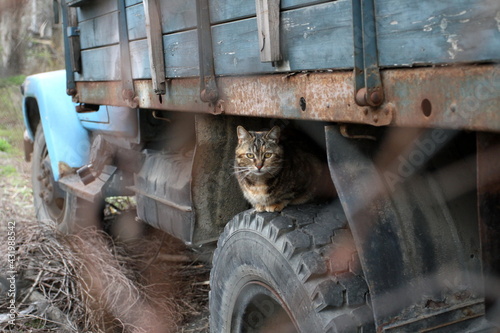 a stray cat sitting on the wheel of an idle truck