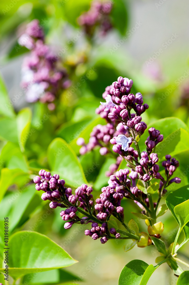 Purple lilac bush sort Syringa Oleaceae Evert de Gier Purple lilac bush sort Syringa Oleaceae Evert de Gier
