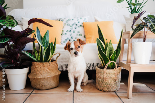 Dog sitting by plant decoration at home