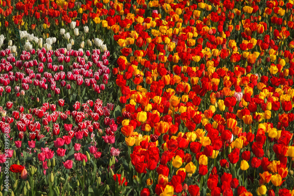 Beautiful colorful multicolored tulips bloom in the garden on a sunny spring day. Field of orange, red, yellow tulips. Spring Festival of tulips.