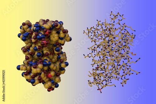 Space-filling and ball-and-stick molecular models of human interleukin-6 or IL-6, pro-inflammatory cytokine and anti-inflammatory myokine. 3d illustration