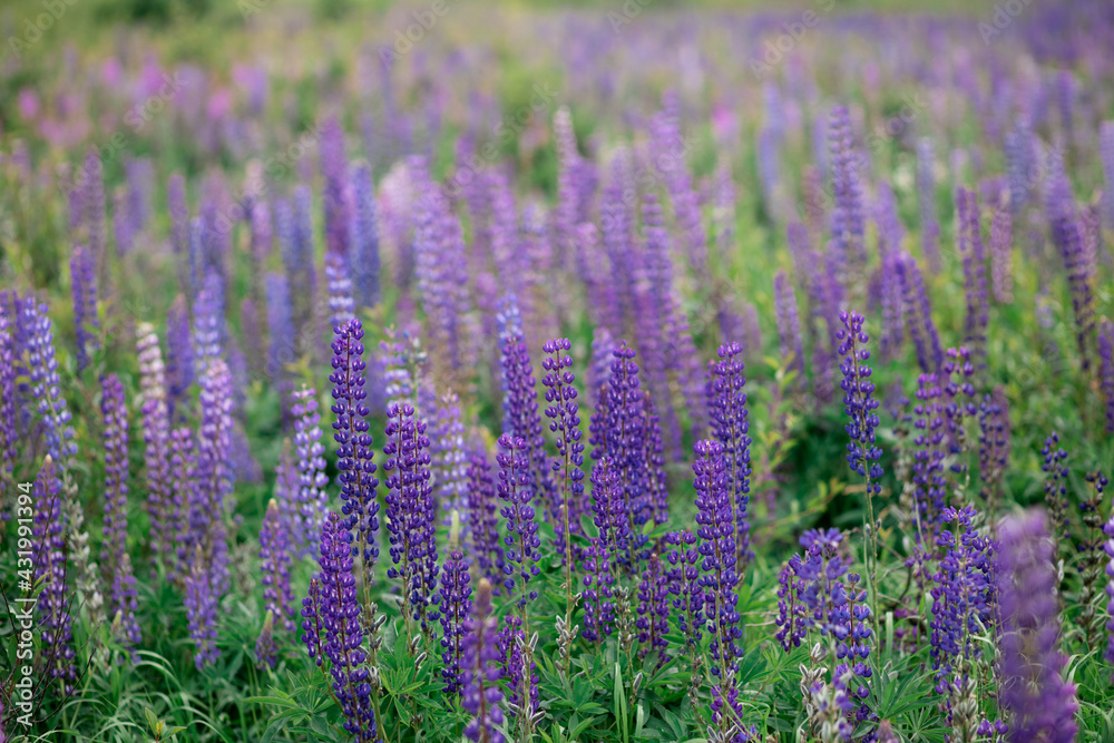Obraz premium lupine field with pink purple and blue flowers