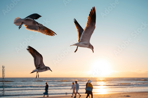 Seagulls flying at Siesta Key Beach against sky during sunset