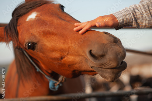 a man strokes and feeds a red horse