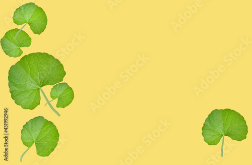 Group of Gotu kola (Centella asiatica) leaves isolated on yellow background. (Asiatic pennywort, Indian pennywort)