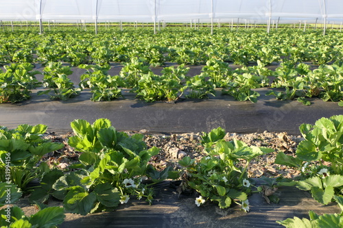 Large strawberry field in spring with plants in flowering stage