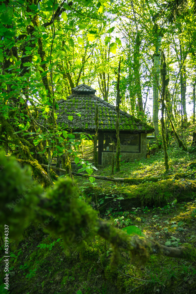 The roof of the house in a fairy forest. Dense forest and lake The roof of the house in a fairy forest. Dense forest and lake