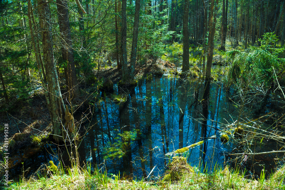 Obraz premium swamp in the spring woods