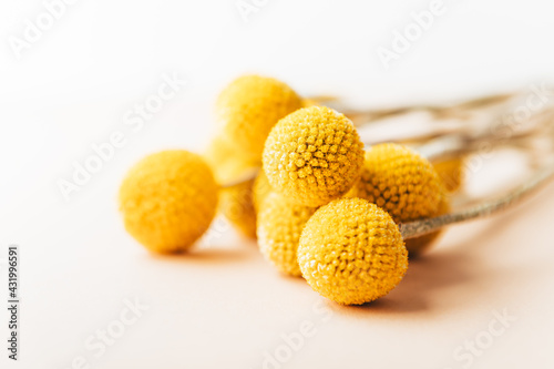 Craspedia globosa dry flowers photo