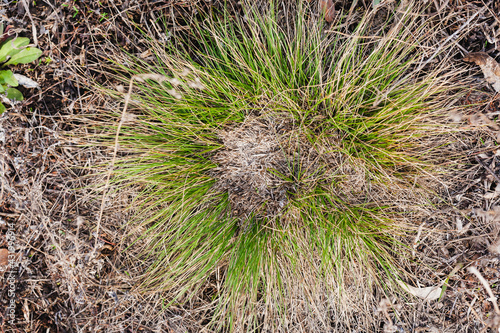 The plant Festuca pratensis in early spring after the snow melts. The center of the curtain suffered from winter damage. Top view, close-up.