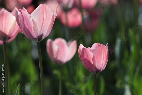 Beautiful multicolored tulip flowers bloomed in spring and give joy with their beauty. 