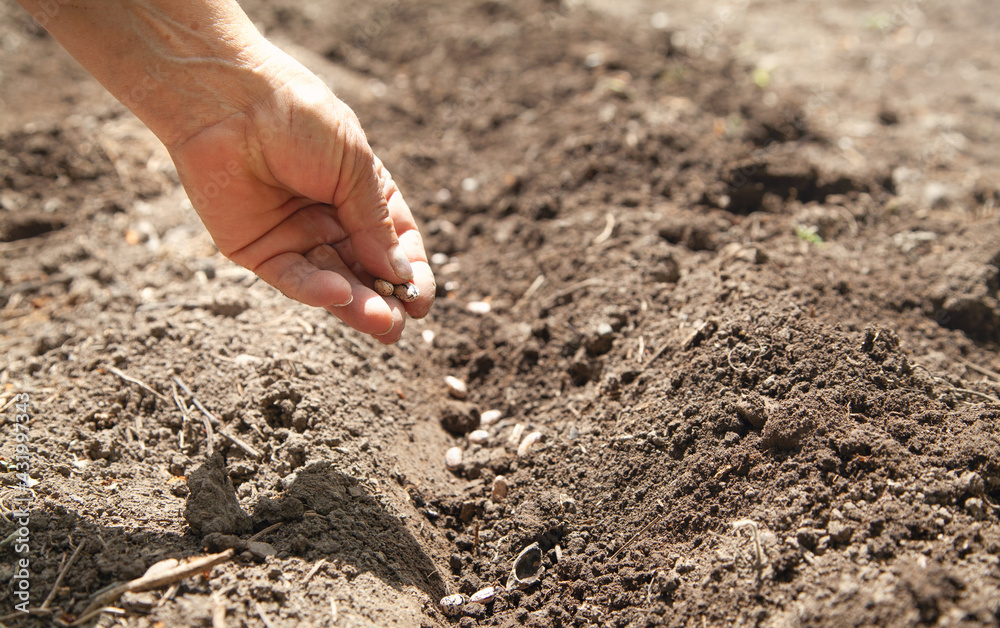 Female hand planting seeds beans in soil. Female hand planting seeds beans in soil.