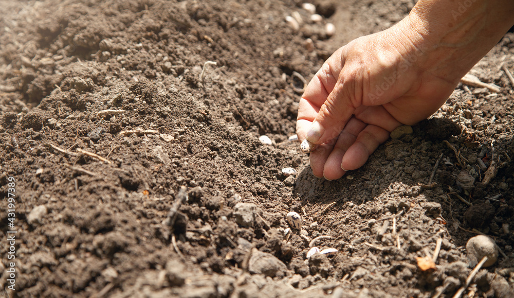 Female hand planting seeds beans in soil.