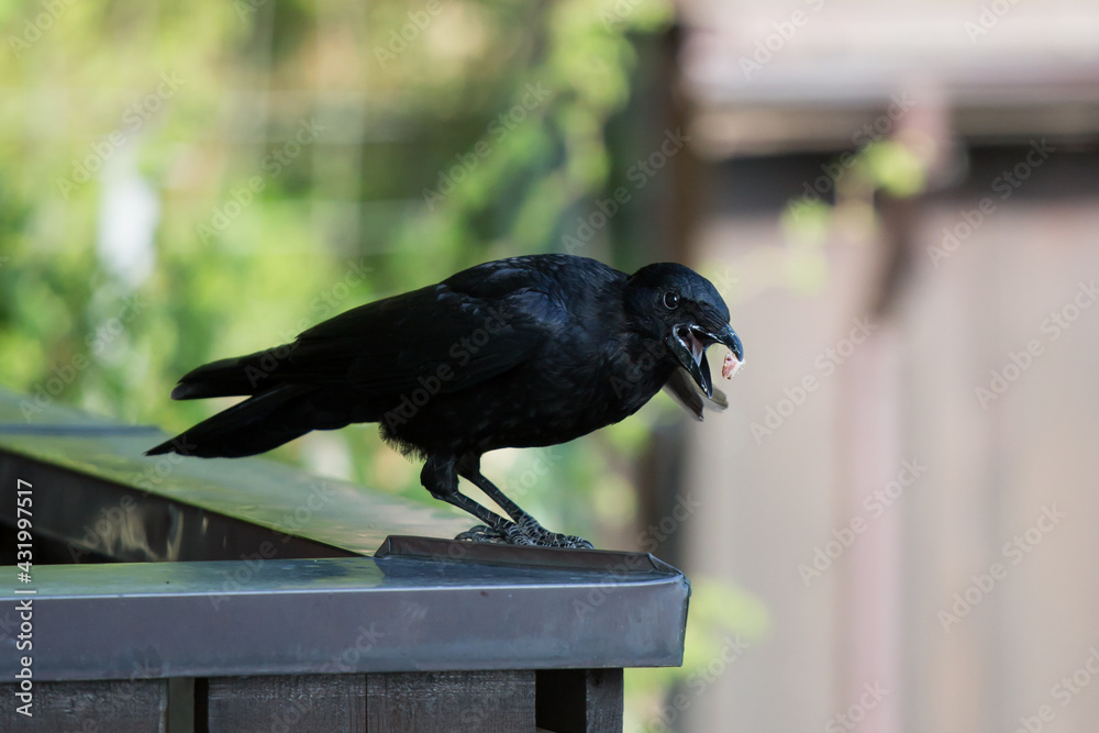 Fototapeta premium Crow gets a piece of bacon on the terrace