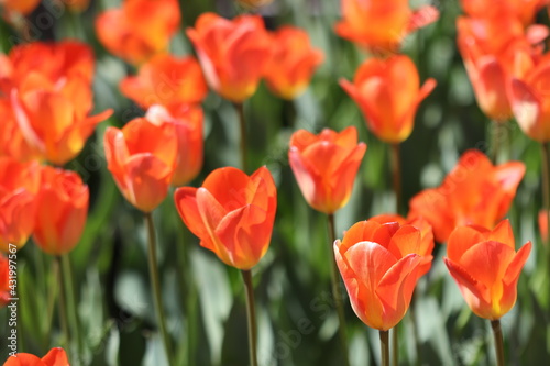 Beautiful multicolored tulip flowers bloomed in spring and give joy with their beauty. 