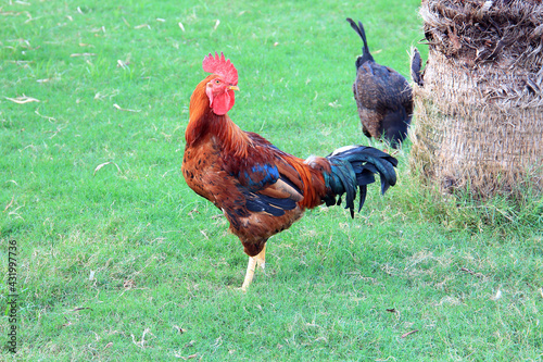 handsome rooster