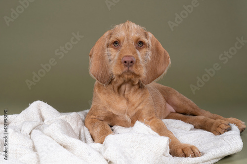 Wirehaired Vizsla, Hungarian Pointer, puppy lying on a white blanket in green background