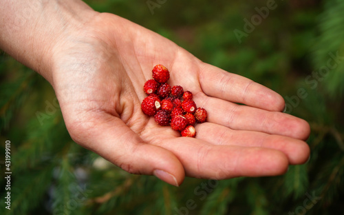 Hand holding freshly harvested small forest strawberries, blurred trees in background © Lubo Ivanko