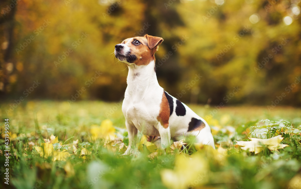 Small Jack Russell terrier sitting on meadow in autumn, yellow and orange blurred trees background