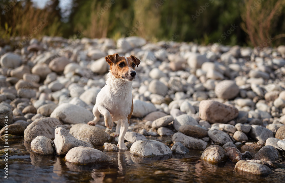 Small Jack Russell terrier walking by the river, her fur wet from swimming, one leg up, looking curious