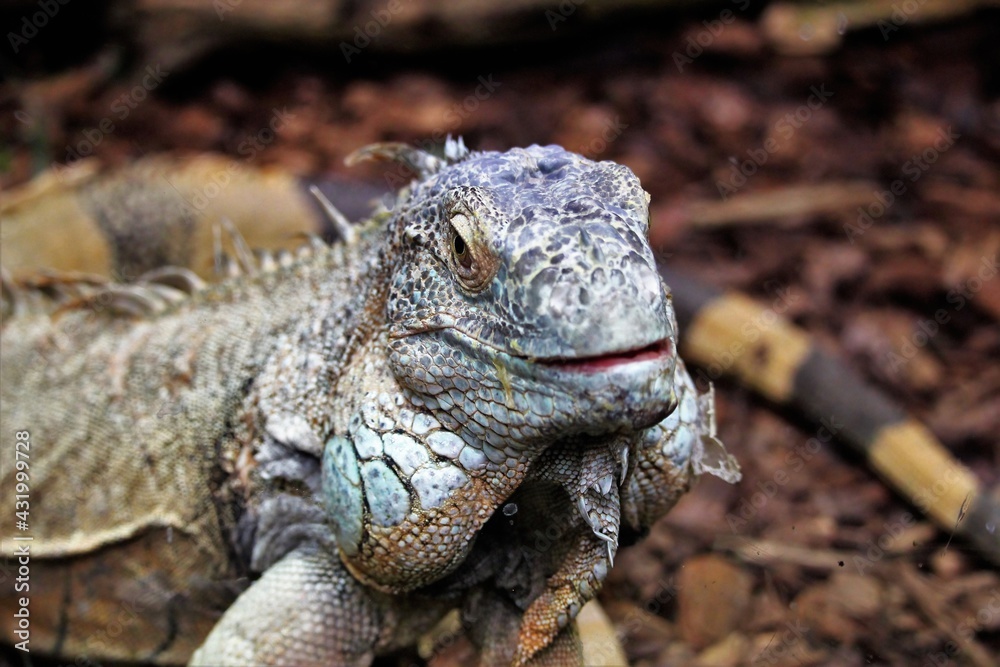 Close shot of Iguana on blurry background Close shot of Iguana on blurry background