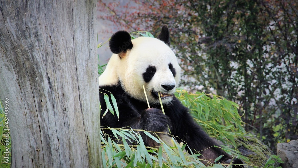 Giant panda eating bamboo leaves Giant panda eating bamboo leaves
