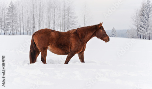 Brown horse walks on snow covered meadow  trees in background  view from side