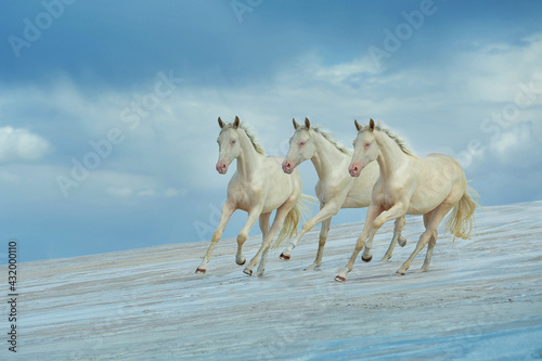 galloping horses on the beach