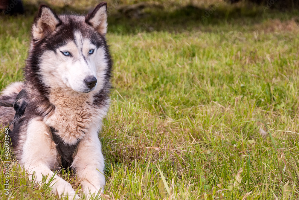 Husky is a beautiful dog on green spring grass. Husky is a beautiful dog on green spring grass.