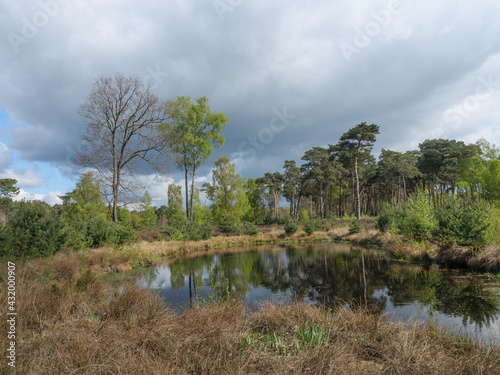 Die Dingdener Heide in Westfalen photo