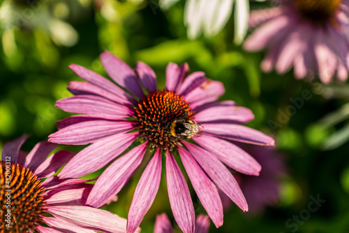 Bumblebee sitting on a pink coneflower in sunlight