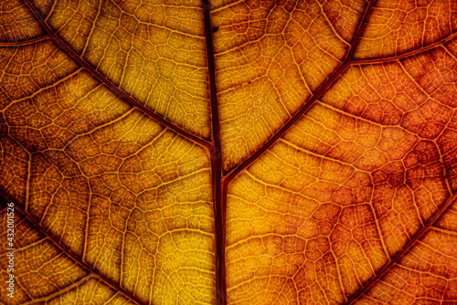 Tableau sur toile Detailed close up of a backlit autumn colored leaf