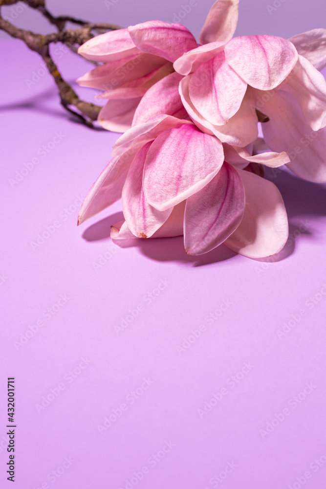 Flowering branch of pink magnolia on lilac background Flowering branch of pink magnolia on lilac background