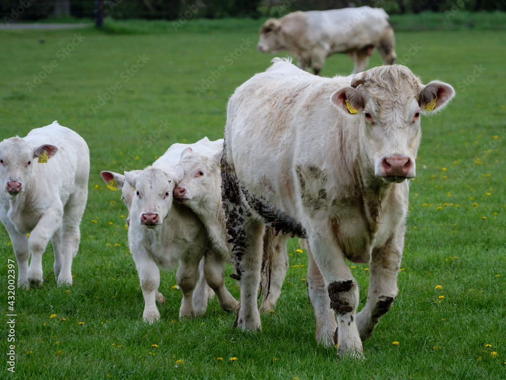Kühe und Kälber im Münsterland