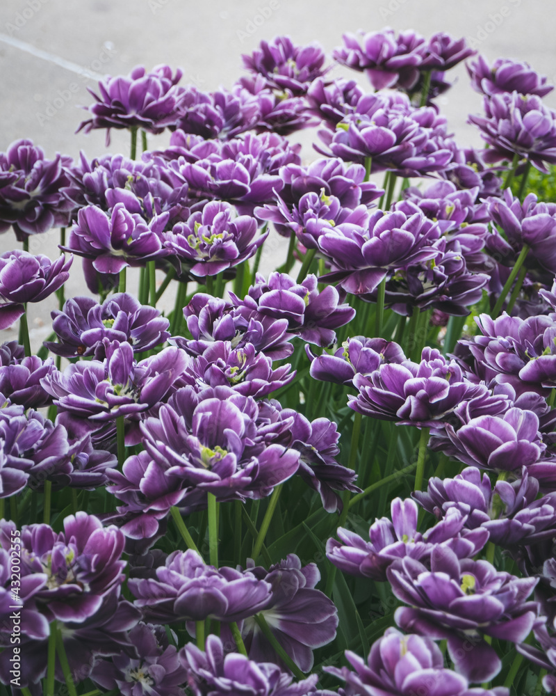 Obraz premium Spring Tulips